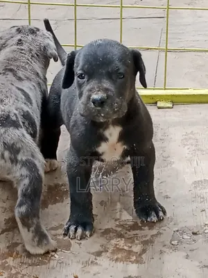 1-3 months Female Purebred Great Dane