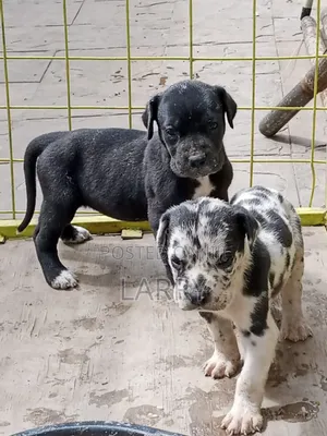 1-3 months Female Purebred Great Dane