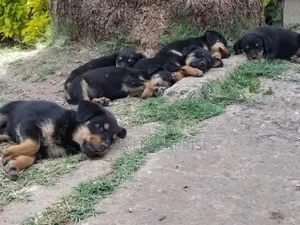 1-3 months Male Purebred Rottweiler