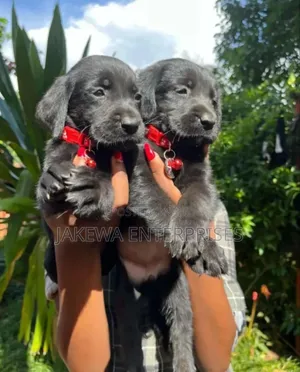 1-3 months Female Purebred Labrador Retriever