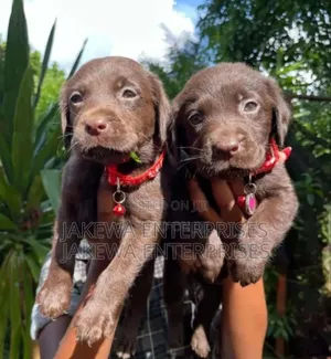 1-3 months Male Purebred Labrador Retriever