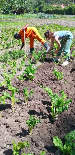 Gardening and Land Scaping
