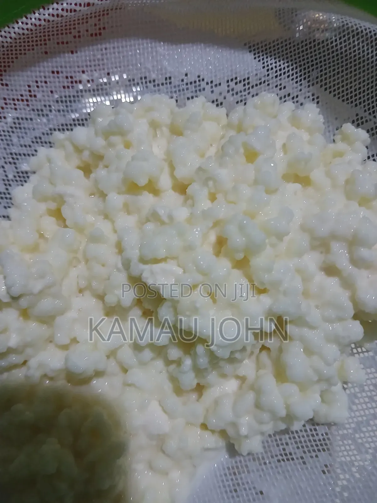 Kefir Grain