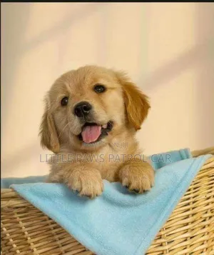 1-3 months Male Purebred Golden Retriever