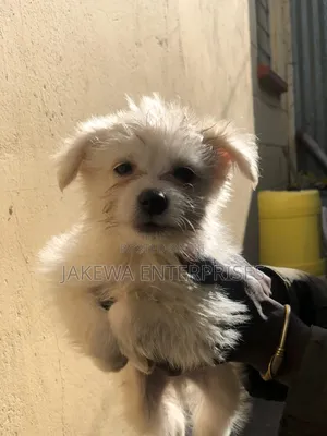 1-3 months Male Purebred Japanese Spitz