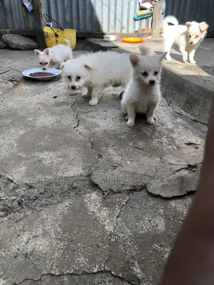 1-3 months Female Purebred Japanese Spitz