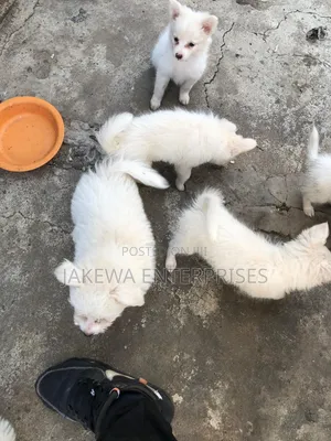 1-3 months Male Purebred Japanese Spitz