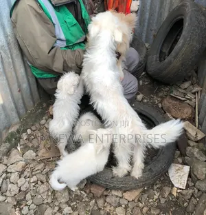 1-3 months Female Purebred Japanese Spitz