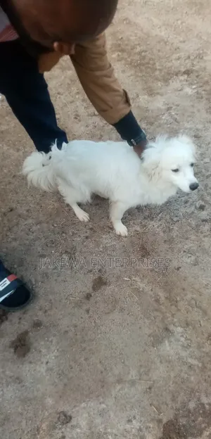 3-6 months Male Purebred Japanese Spitz
