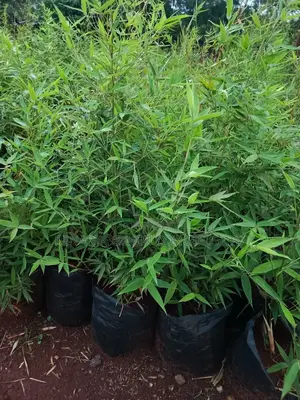 Miniature/ Ornamental Bamboo Whole Sale Price