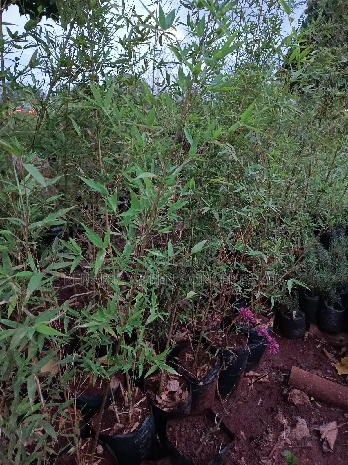 Miniature/ Ornamental Bamboo Whole Sale Price