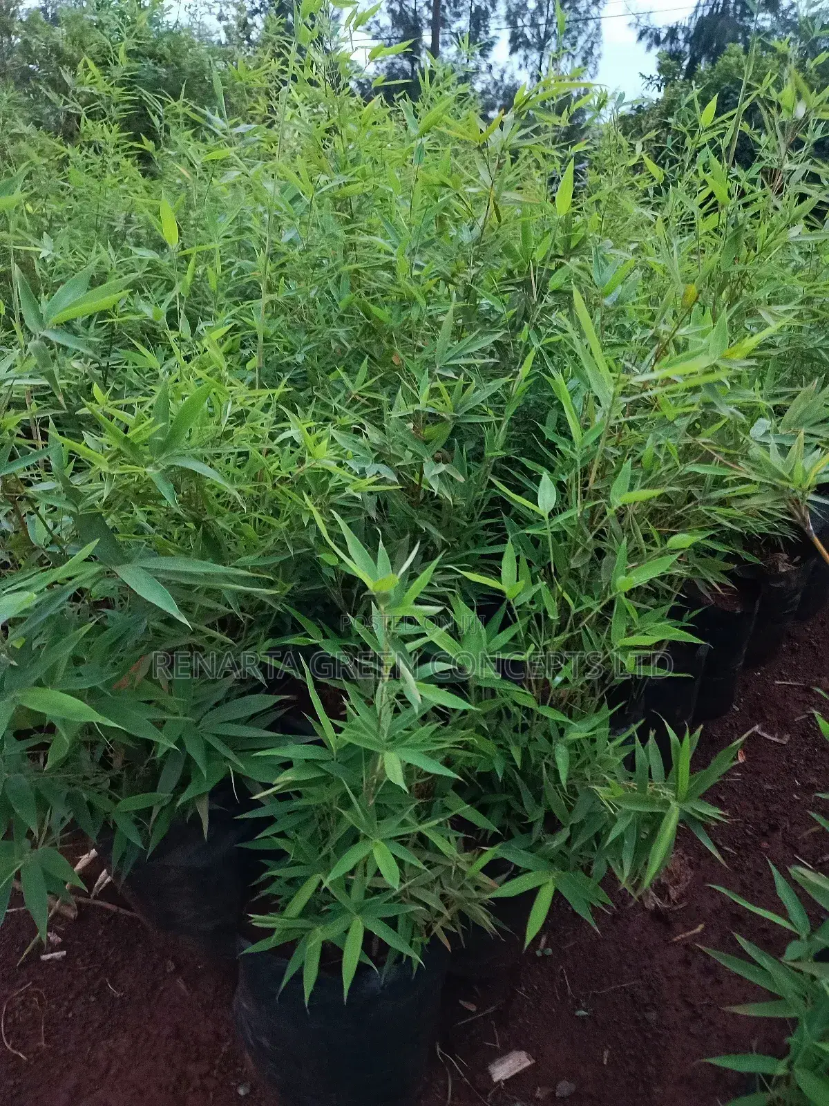 Miniature/ Ornamental Bamboo Whole Sale Price