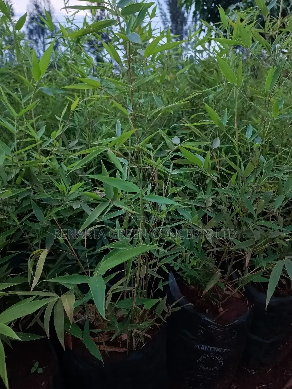Miniature/ Ornamental Bamboo Whole Sale Price