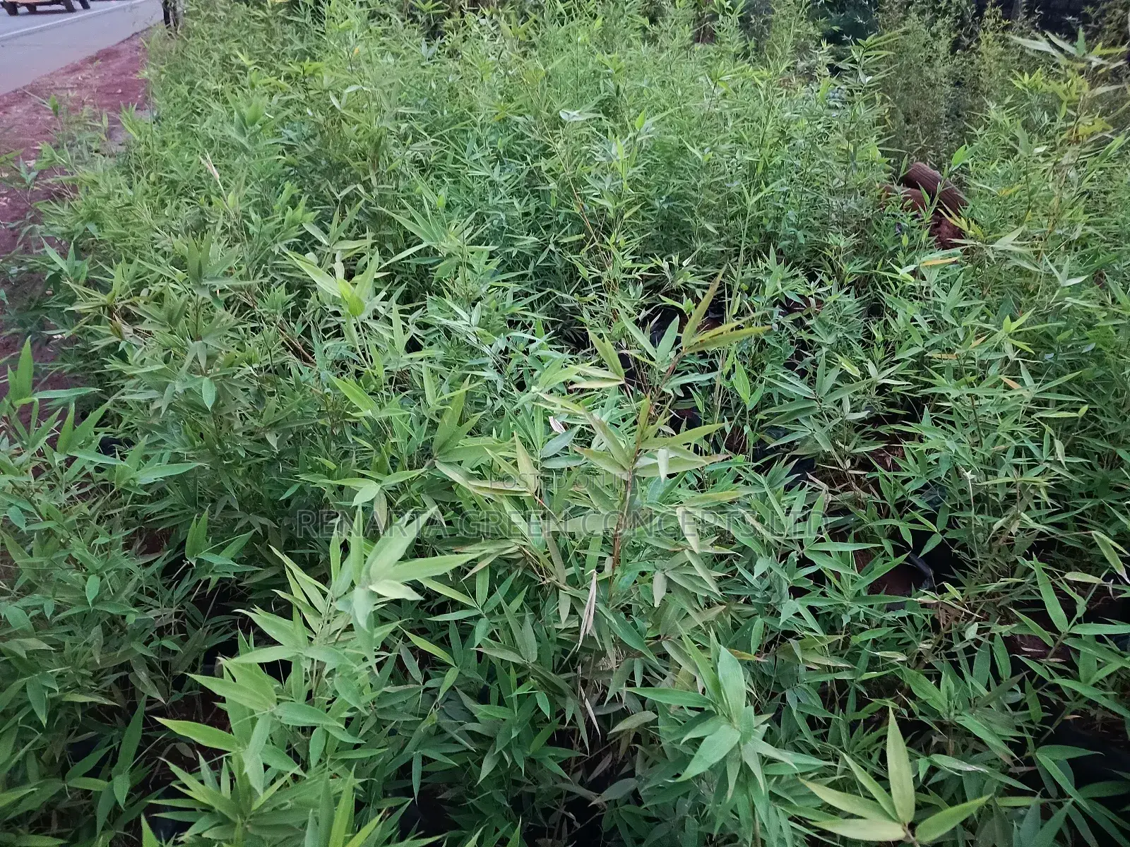 Miniature/ Ornamental Bamboo Whole Sale Price