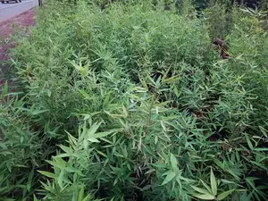 Miniature/ Ornamental Bamboo Whole Sale Price