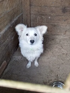 3-6 months Male Purebred Japanese Spitz