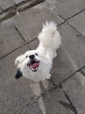 3-6 months Male Purebred Japanese Spitz