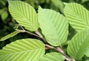 Slippery Elm