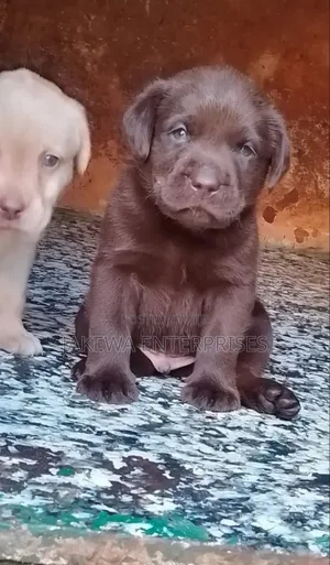 1-3 months Male Purebred Labrador Retriever