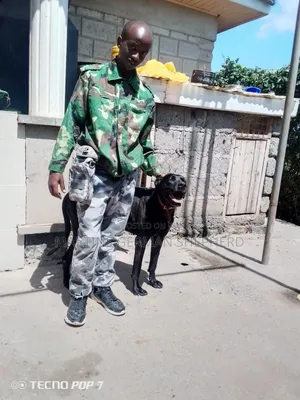 Dog Training (German Shepherd Welfare Fund)