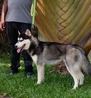 3-6 months Male Purebred Siberian Husky