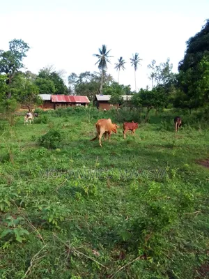 Kikoneni , Mwabandari, 8.98 Acres , Orange Tree 80, Blue Gum 180 Trees