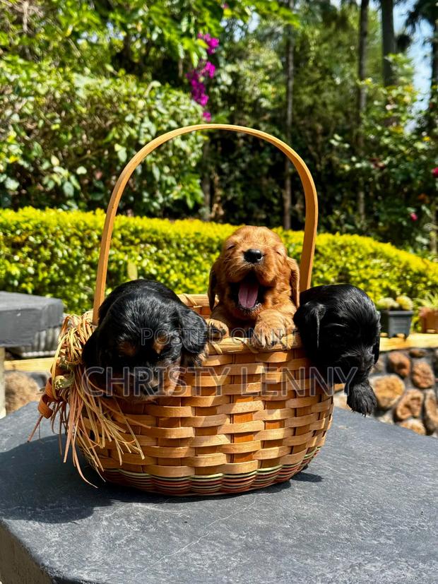1-3 months Male Purebred Cocker Spaniel - thumbnail 3