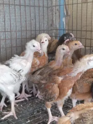 3 Weeks Old Sasso F1 Chicks (Interchick Tanbro)