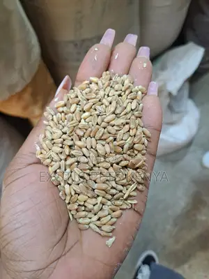 Wheat Seeds