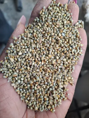 Millet (Mawele)