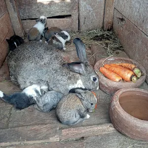 Quality Rabbits