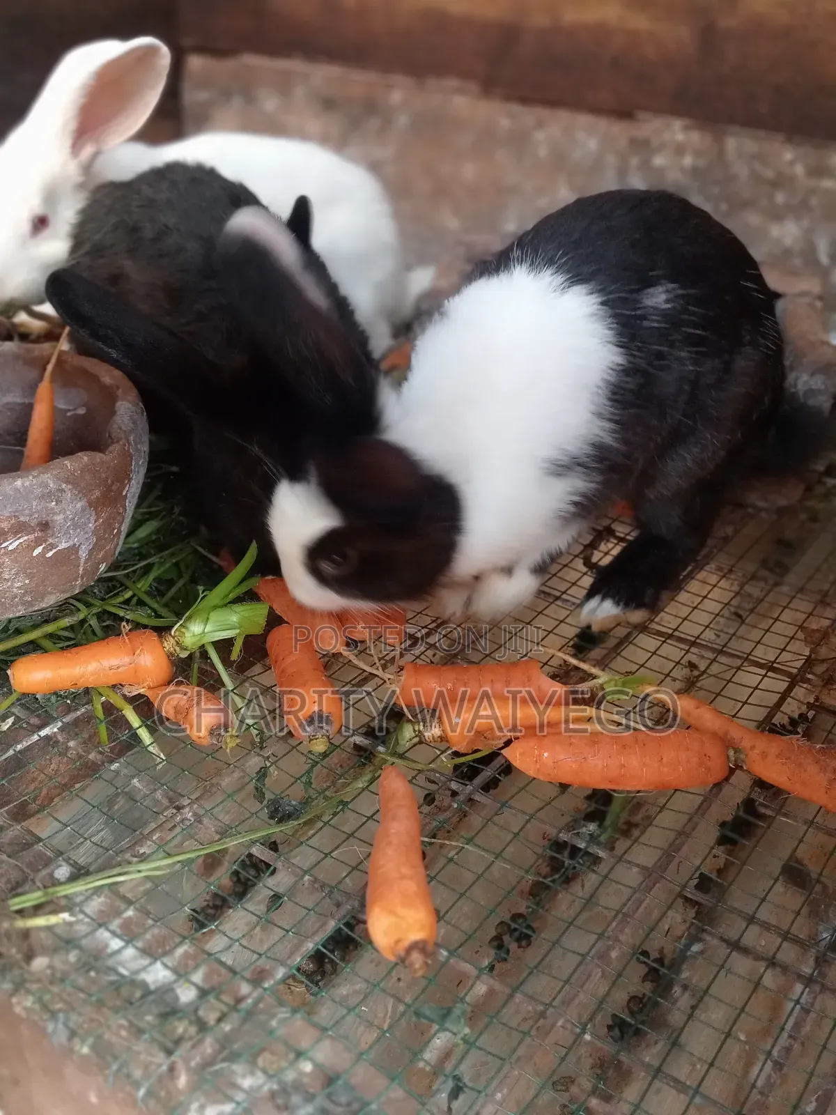 Quality Rabbits