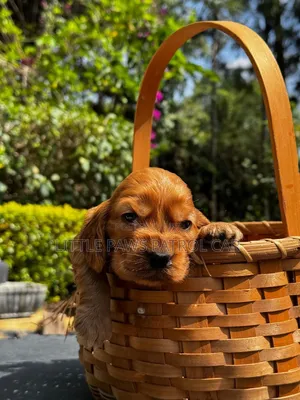 1-3 months Male Purebred Cocker Spaniel