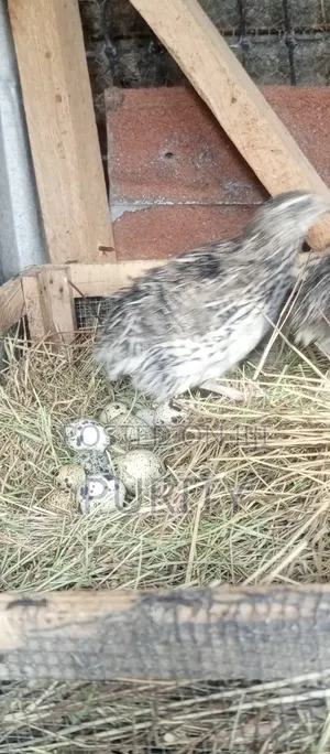 Quail Eggs