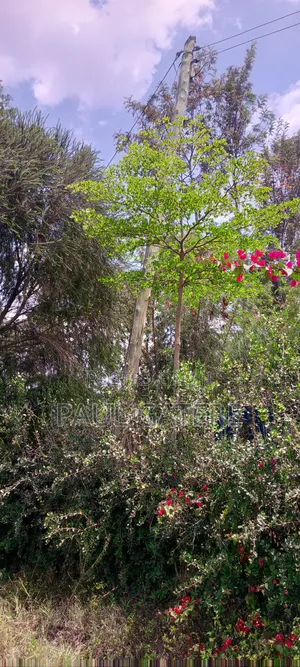 1/4acre Plot