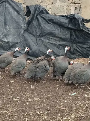 Mature Guinea Fowl - Kanga