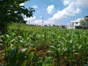 Residential Plots Just 4 Km From Kirigiti Town Near Migaa