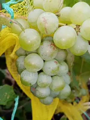 Sweet Green/White Grapes