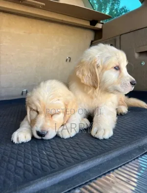 1-3 months Female Purebred Golden Retriever