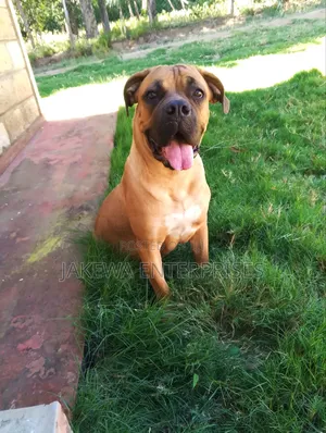 6-12 months Female Purebred Boerboel