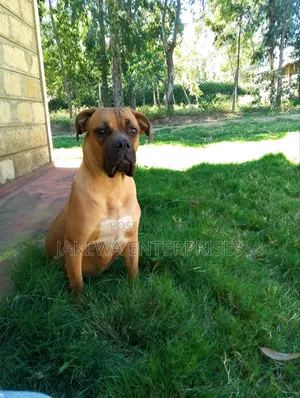 6-12 months Female Purebred Boerboel