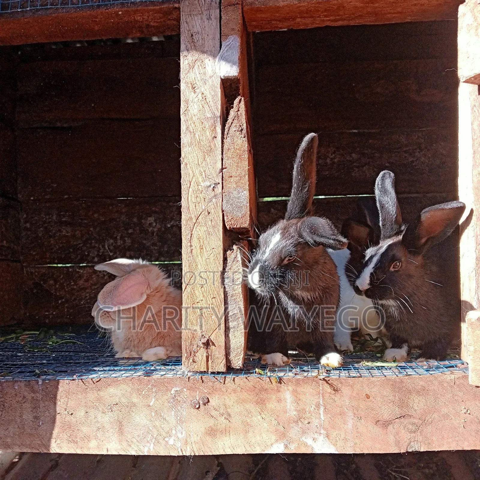 Quality Rabbits