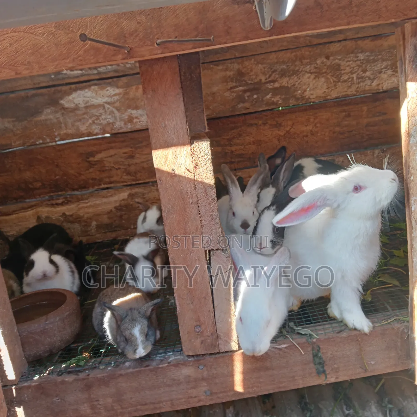 Quality Rabbits