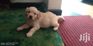 Young Male Purebred Golden Retriever