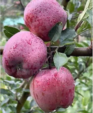 Red Delicious Apple Seedlings.