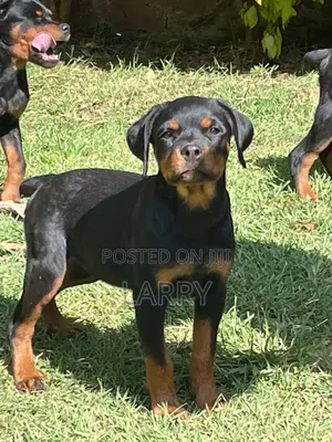 1-3 months Female Purebred Rottweiler