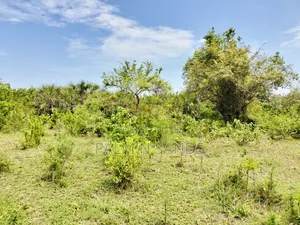 Muhaka Quarter Acre Plot