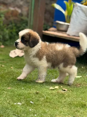 1-3 months Male Purebred Saint Bernard