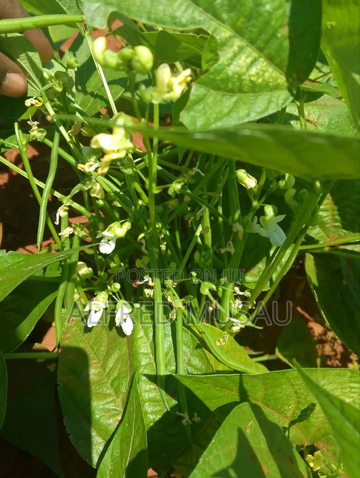 Agronomist
