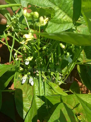 Agronomist